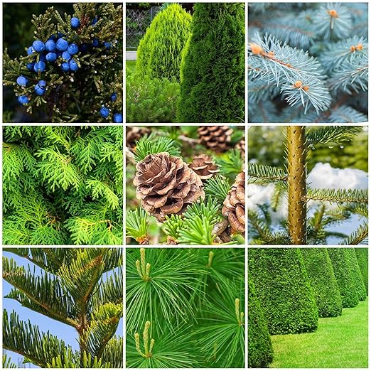 The Old Farmer's Almanac Evergreen Tree &amp Shrub Fertilizer Spikes 10-4-10 (12 Spikes - 3.0 Lbs)