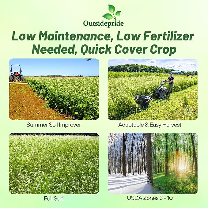 Outsidepride Buckwheat Seeds - 10lbs Annual Fast-Growing Easy to Grow Buckwheat Cover Crop Seeds for Green Manure Bee Pasture &amp Pollinators Wildlife Habitat Soil Improvement and Erosion Cont
