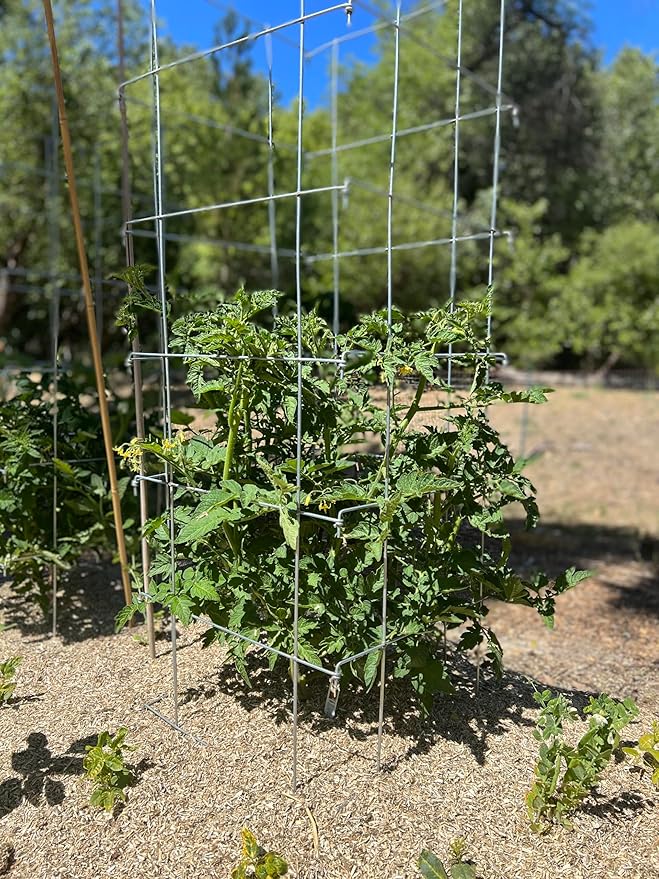 Happy Trees Large Heavy Duty Tomato Cages - Support Trellis for Climbing Vegetables and Plants - 18 x 18 x 58 - Thick Gauge Galvanized Steel Collapsible Easy Storage 3-Pack Made in USA