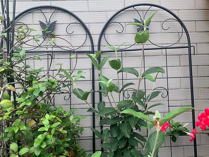 Metal Garden Trellis 2 Pack Metal for Climbing Plants IndoorOutdoor Plant for Potted Plants House Plants Climbing Vines Flowers and Vegetables Lawn Garden Fence Decor Screen Bl