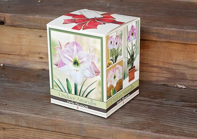 Amaryllis Holiday Gift Growing Kit. Includes: Big Apple Blossom Bulb Plastic Pot and Saucer and Professional Growing Medium