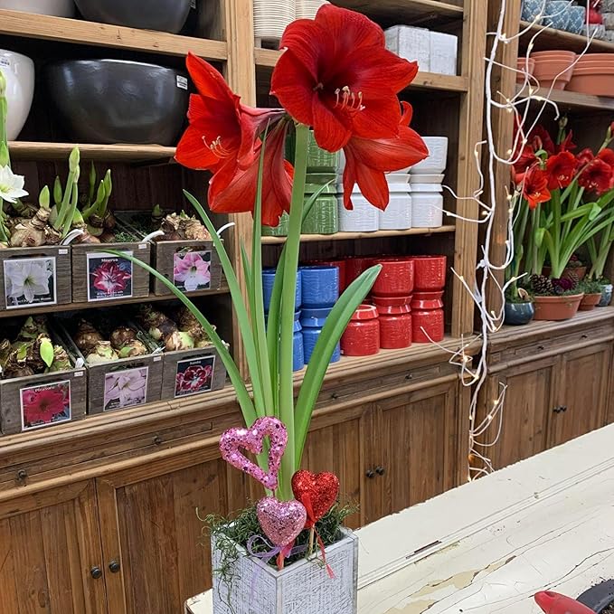 Chalily Amaryllis Potting Soil Perfect Planting Indoor &amp Outdoor House Tropical Mix Well Draining Houseplant Gardening Dirt Flower Paperwhites Hyacinth Premium Garden Poting (16 qt)