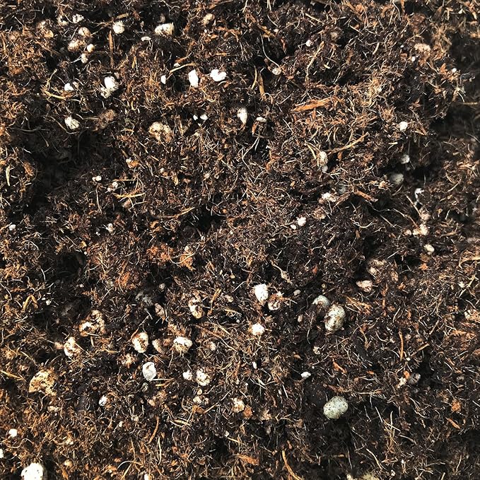 Palm Tree Growing Soil Mix – 5 Quarts - Custom Soil Blend – Potting Mix for Palm Trees – Specially Developed by and for Professional Nursery Growers - Nutrient-Rich Formula