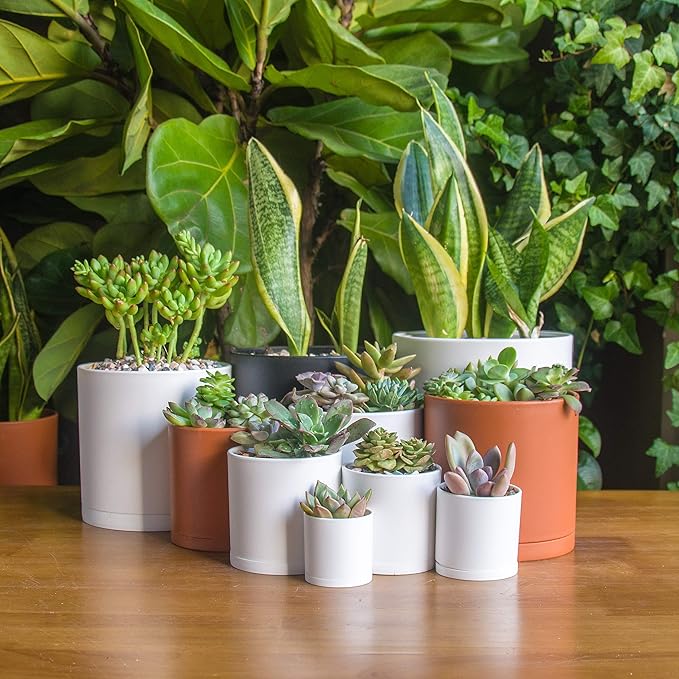 D'vine Dev 10 Pack Plastic Plant Pots for Plants 6.5/6/5.5/5/4.5/4/3.5/3/2.5/2 Inch Indoor Planters Cylindrical Succulent Pot with Drainage Hole and Saucer Black 74-S-B