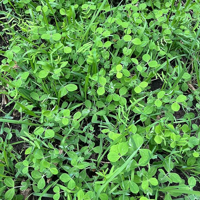 Peas Oats Vetch Garden Cover Crop Mix Seeds for Planting - 5 lb Jug - Improves Soil Health Weed Suppression Nitrogen Fixation Increases Biomass