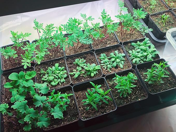 EarlyGrow Large Domed Propagator with 2 Height Extenders Seedling Trays and Locking Clip Set Green (97019)