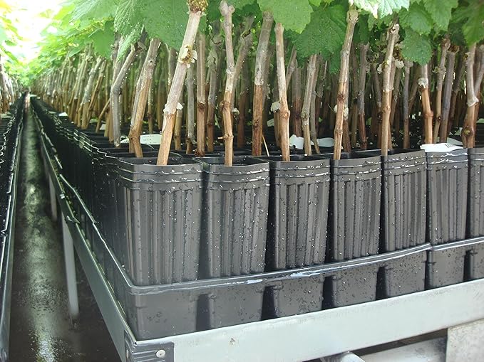 Stuewe &amp Sons – Mini Treepot Growing Kit – MT37 – 3” x 7” Pots with Heavy Duty 20 Pocket Holding Trays – 2 Pack