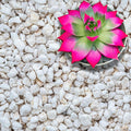 Perlite for Plants Extra Coarse Grade 4 Horticultural Perlite Organic Perlite for Gardening Indoor &amp Outdoor Made in USA (30 quarts)