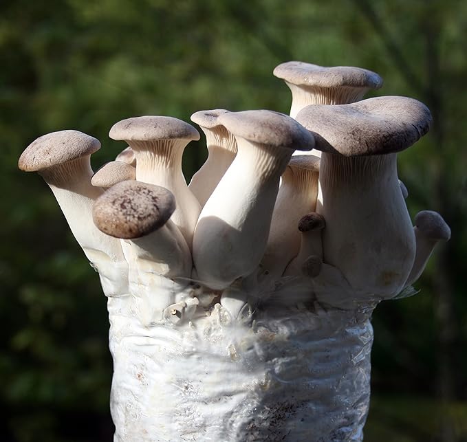 Root Mushroom Farm- -King Oyster Mushroom Grow Kit