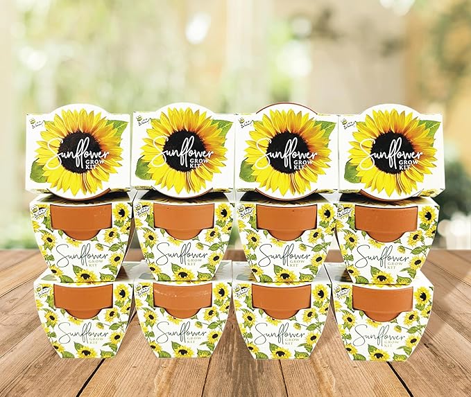 BUZZY Seeds All-in-One Sunflower Mini Terracotta Pot Grow Kits 12-Pack Indoor Mini Garden Seed Starter Grow Your Own Vibrant Flowers DIY Plant Project Gardening Gift Party Favors
