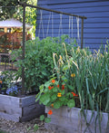 Seattle Urban Farm Company - Freyr Trellis - Vegetable Garden Trellis for Tomatoes Cucumbers Beans Peas and More