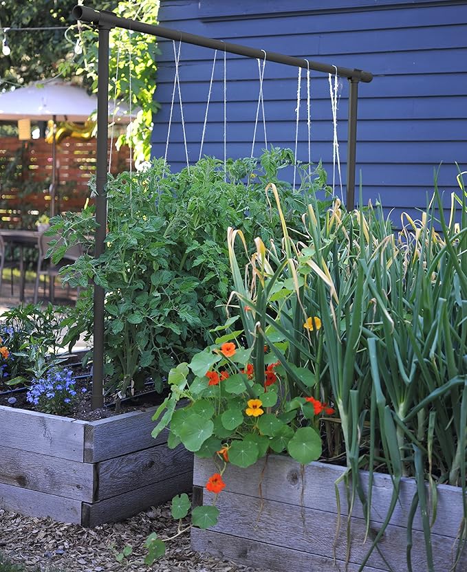 Seattle Urban Farm Company - Freyr Trellis - Vegetable Garden Trellis for Tomatoes Cucumbers Beans Peas and More