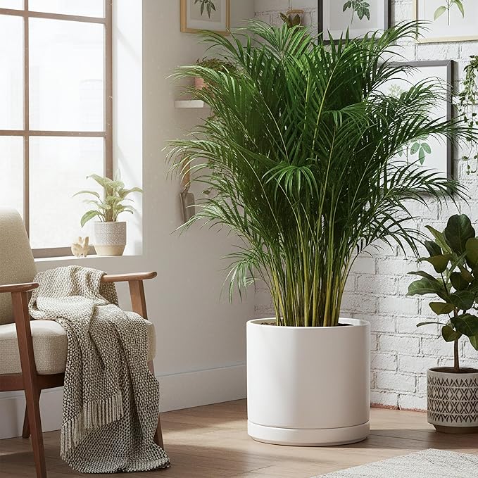 D'vine Dev 16 Inch Ceramic Planter Pot with Drainage Hole and Saucer Indoor Cylinder Round Planter Pot White 94-O-H-1