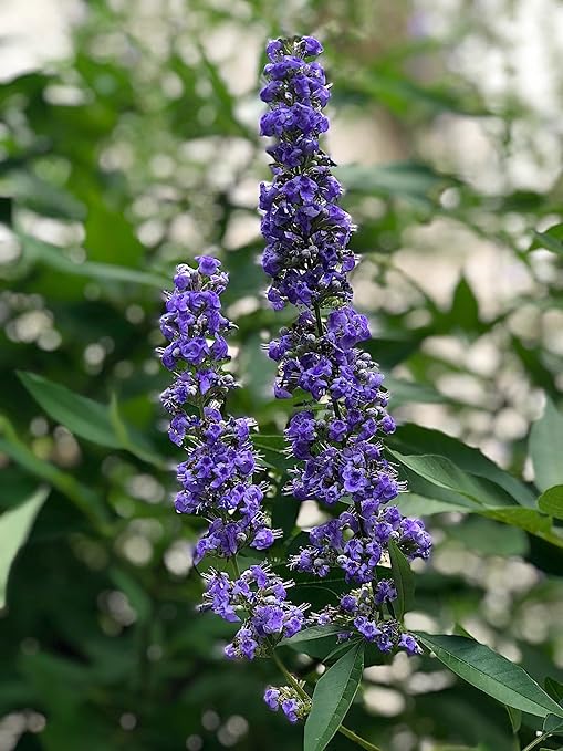 Crape Myrtle &amp All Flowering Trees Desert Willow Mimosa Orchid Tree Indoor Outdoor Container Grown Granular Fertilizer NutriStar 10-15-9 (25 lb.)