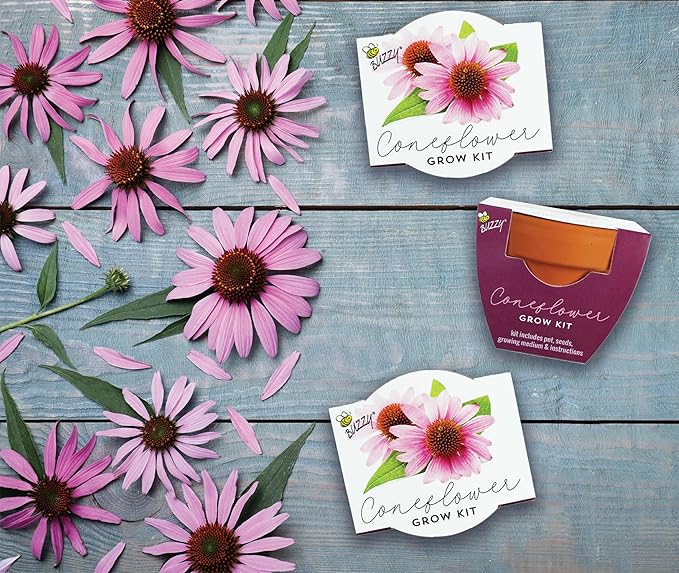 BUZZY Seeds Coneflower Mini Grow Pots 12-Pack – Terracotta Flower Starter Kit DIY Gardening Project Indoor-Outdoor Plant Gift