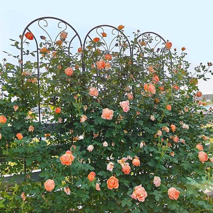 Metal Garden Trellis Rustproof Trellis for Climbing Plants Outdoor Flower Support Peacock Style (Black-4 Pack 86.7x19.7)