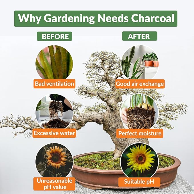 Old Potters Premium Horticultural Charcoal Chips Natural Soil Amendment for Areation and Healthy Microbe and Plant Growth. (12 Quarts)