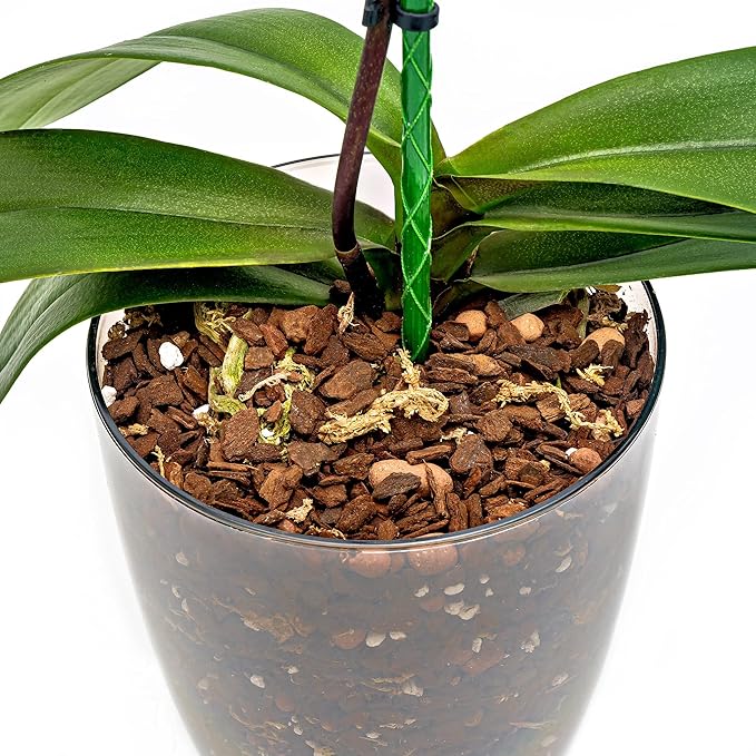 GARDENERA Orchid Soil Mix - 3 Quart - Hand Mixed Premium Classic Sphagnum Moss Potting Soil Mix - for Phalaenopsis Orchid