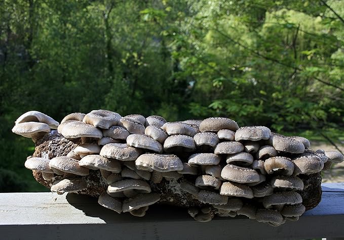 Root Mushroom Farm-Shiitake Grow Kit