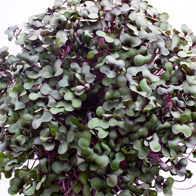 Red Cabbage Microgreens Seeds - 5 Lb ~544000 Seeds - High Germination Premium Non-GMO Seeds for Growing Red Cabbage Micro Greens