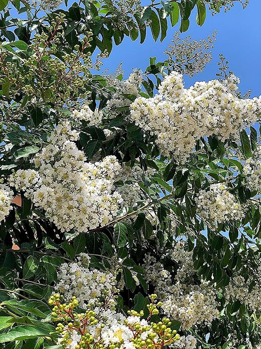Crape Myrtle &amp All Flowering Trees Desert Willow Mimosa Orchid Tree Indoor Outdoor Container Grown Granular Fertilizer NutriStar 10-15-9 (25 lb.)