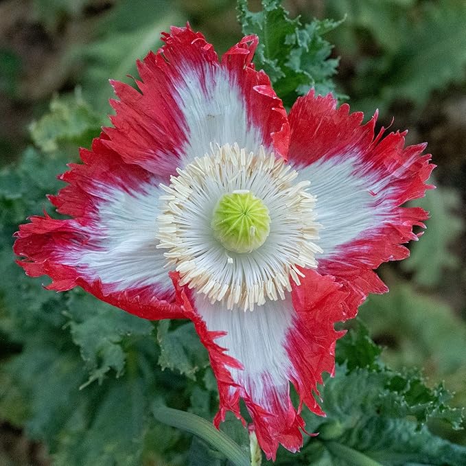 Plant Good Seed Organic Danish Flag Poppy Bulk Seeds for Planting: Heirloom Vegetable Flower and Herb Farm Grown - 56700 Seed Packet (1 Ounce)