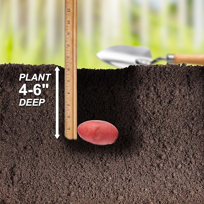 Garden State Bulb Red Norland Seed Potatoes for Planting Non-GMO (5LB Bag)