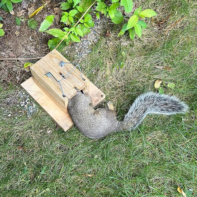 Squirrel Trapping Starter Kit | All You Need to Get Rid of Squirrel Chipmunk Removal in Home Bird Feeder Attic Yard | Little Killer Choker Style Trap + Squirrel Butter + Jelly + Trail Mix Baits