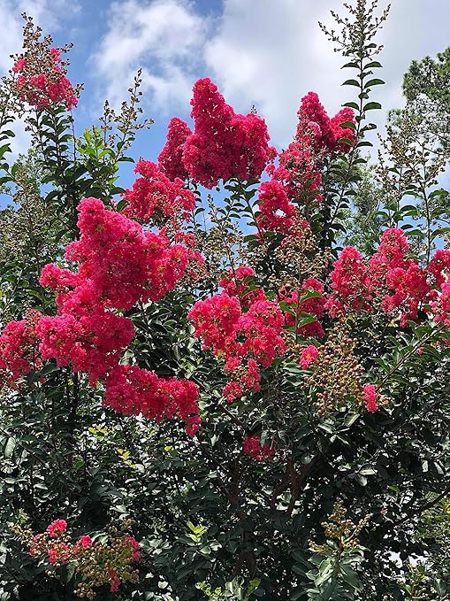 Crape Myrtle &amp All Flowering Trees Desert Willow Mimosa Orchid Tree Indoor Outdoor Container Grown Granular Fertilizer NutriStar 10-15-9 (25 lb.)