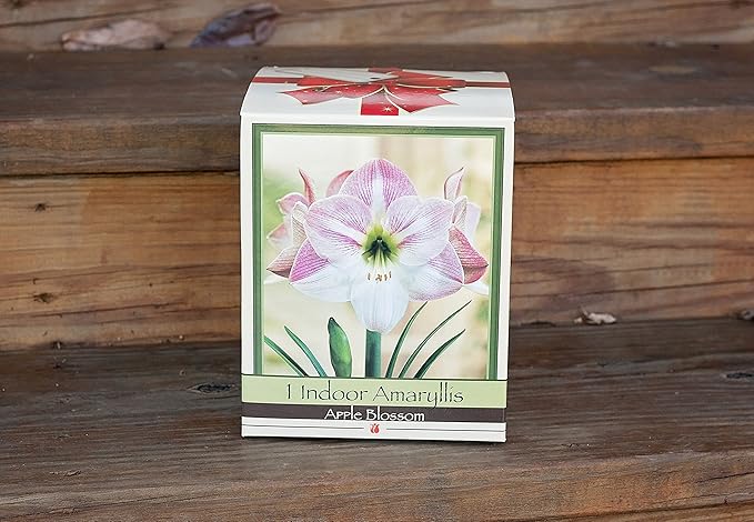 Amaryllis Holiday Gift Growing Kit. Includes: Big Apple Blossom Bulb Plastic Pot and Saucer and Professional Growing Medium