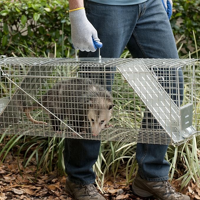 Havahart Large 2 Door Humane Catch and Release Live Animal Trap for Armadillos Beavers Bobcats Small Dogs Cats Foxes Groundhogs Nutria Opossums Raccoons Live Catch Trap for Stray Dogs 1045SR